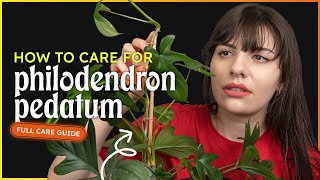 Philodendron Pedatum Care Philodendron Laciniatum [upl. by Sidnala]