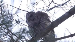 Barred Owl Mating Call [upl. by Anwad653]