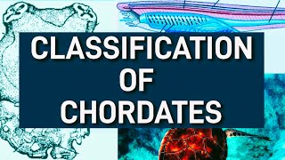 Classification of chordates  Phylum chordate classification  kingdom Animalia [upl. by Alakam384]