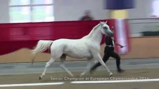 shagya arabian mare KOHEILAN ORANZS P [upl. by Ciredor]