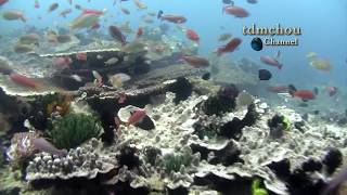 Viajero  ANILAO Underwater Impressions [upl. by Grounds140]