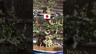 VISITA ❤️SHUNKAEN BONSAI MUSEUM 🌳 bonsaijapan landscape turismoenjapon japan tokyo2024 [upl. by Kachine541]