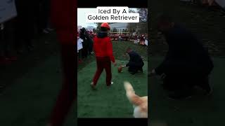 Golden Retriever Ices Kid During Pat McAfee’s Kicking Contest 😂🐾 CFBShorts [upl. by Ecyob]