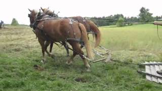 Draft Horse and Mule Field Daywmv [upl. by Valtin418]