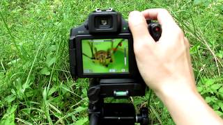 Super Macro Photography Tutorial  Canon PowerShot SX60 HS amp Raynox DCR150 Macro Lens [upl. by Niarfe742]