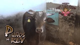 PUÑOS DE REY¡¡¡ PROXIMA ESTRELLA DE RANCHO LOS DESTRUCTORES DE MEMO OCAMPO [upl. by Fransisco]