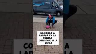 Perro adora a su repartidor de Amazon shorts [upl. by Eat]