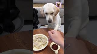 Momo Chatni Cite Dogs  cutedog cutedogvideoshort [upl. by Armand]