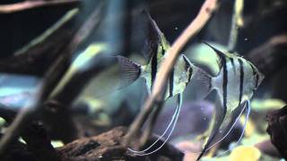 ADG Amazon Biotope Angels with Fry [upl. by Herve]