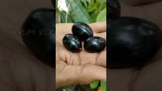 ഞാവൽപഴം shakeHow to make ഞാവൽപഴം shake malayalamARM VLOGS SHORTS fruit cutting [upl. by Ameline702]