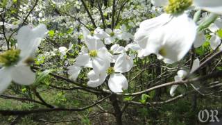 Dogwoods in Bloom [upl. by Audi]