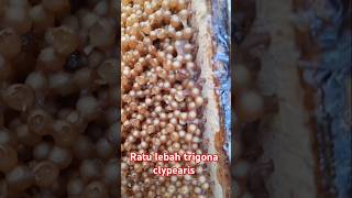 Ratu lebah trigona clypearisshort [upl. by Anicul]