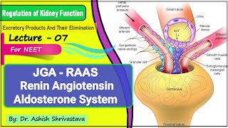 JGA  RAAS  Renin Angiotensin Aldosterone System  Regulation of Kidney Function by JGA RAAS NEET [upl. by Ynattirb149]