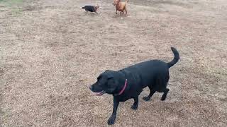 Sassy meets a beagle blacklabs redfox labradorretrieverdogsplaying dogsofyoutube [upl. by Newbill867]