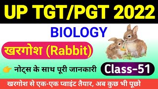 खरगोश Rabbit  Oryctolagus cuniculus  morphology and anatomy oryctolagus cuniculus in hindi [upl. by Nerrual38]