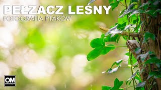 PEŁZACZ LEŚNY  Lokalna Wyprawa  Fotografia Ptaków  Dzika Irlandia  OM System OM1 [upl. by Aztiraj566]