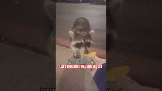 Raccoons Don’t Like Doritos 😂 youtubeshorts shorts [upl. by Hajar]