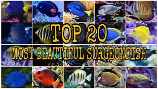 TOP 20 MOST BEAUTIFUL SURGEONFISH [upl. by Tam]