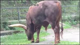 ANKOLE WATUSI  SAPI AMERIKA  BOS TAURUS INDICUS [upl. by Ardnahsal]