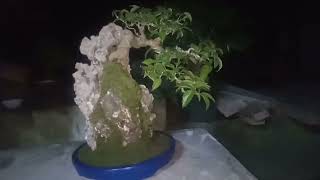 Ficus on rock  Red Balete  Ficus concinna  Bonsai basics [upl. by Bogosian]