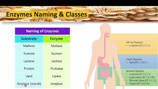 Enzyme Chemistry  Lecture 1 [upl. by Ignacia431]