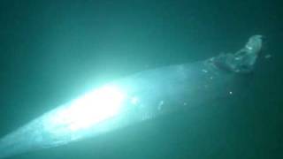 Oarfish caught spearfishing in Dania Beach [upl. by Gardener]