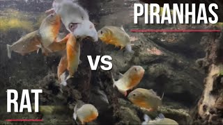 Piranha Feeding gameplay  When Feeding Frenzy becomes brutal and tactical [upl. by Minna598]