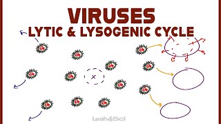 Lytic and Lysogenic Cycles of Virus Replication [upl. by Inalej76]