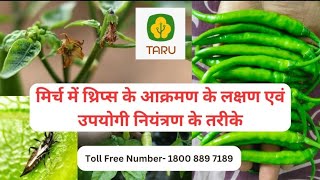 मिर्च थ्रिप्स ChilliThrips आक्रमण के लक्षण उपयोगी नियंत्रण के तरीके farming TARU तरू [upl. by Seabrook951]