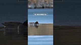 GreenWinged Teal facts duckhunting hunting [upl. by Delanty]