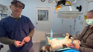 Desexing your cat  seeing a cats male organs and male anatomy [upl. by Esten]