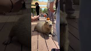 Subscribe kapibara dalat kapi capybara [upl. by Aneeled]