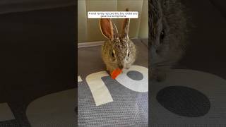 A kind family rescued this tiny rabbit and gave it a loving home animalshorts shortvideo [upl. by Oilenroc272]