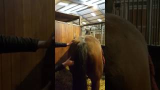 Horse has tension in hamstrings  loving the pressure from massage techniques [upl. by Mattland]