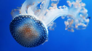 MEDUSE in Acquario MARINO [upl. by Aime975]