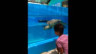 Turtles 🐢 🐢 vist  naifaruMarine conservation centre youtube [upl. by Willumsen]