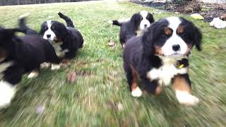 Mini Bernese Mountain Dog Puppies playing [upl. by Kilan221]