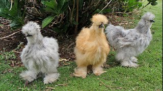 Blue silkie chickens [upl. by Andel138]