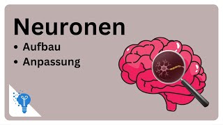 Die faszinierende Welt der Neuronen  Anatomie2Go [upl. by Ahsimin]