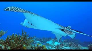 DIVING HIGHLIGHTS FROM COZUMEL MEXICO 2022 4K 2nd edition [upl. by Ritch663]