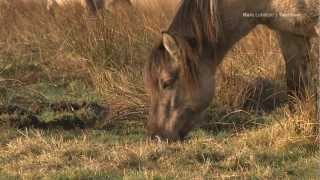 Das erste Konik Fohlen  HD [upl. by Nylzaj]