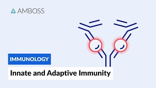 Innate and Adaptive Immunity Types of Immune Responses Full version [upl. by Aeriela]