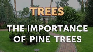 The Importance of Pine Trees [upl. by Alra]