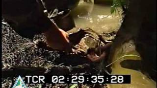 Alligator Snapping Turtle Bites Researcher [upl. by Aarika]