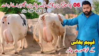 Taj Dairy Farm  Top Quality Cross Cow  Cholistani Friesian Cross Cow  Gaushala  Pk Janwar Mandi [upl. by Imeka]