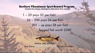 Pike Minnow Sport Reward Fishing amp Columbia River Smallmouth Bass [upl. by Simdars]