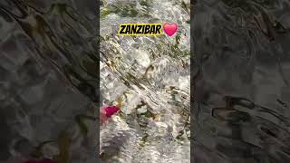 Gdzie na wakacje w zimie ZANZIBAR 🤩 zanzibar wakacje zima gdzie [upl. by Notneuq284]