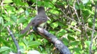 Great Crested Flycatcher Calls [upl. by Eelsew]