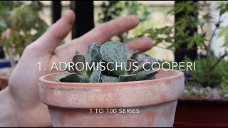 1 to 100  1 Adromischus cooperi [upl. by Trager]