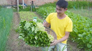 Harvesting Bok Choy To Sell At The Market  Sawing Trees For Firewood  An Ca [upl. by Schlicher]